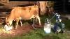 Solpack Us Cow Milking Machine