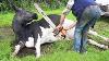 Thrilling Farm Experience Chainsaw Tree Cutting Cow Milking Farming Fun