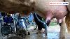 Two In One Cow Milking Machine Machines U0026 Work