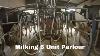 Videos Are Back Milking In A 6 Unit Parlour