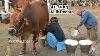 World Highest Milking 41 740 Kg Milk Record Sahiwal Cow Milk Competition Govt Les Farm Bahadar Nagar