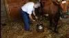 1 Ferme Laitière De Vache Laitant Une Vache Pour Votre Maison À Petite Échelle