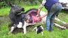 18 Dehorning How Cow Give Birth Baby Calf Being Born Cows Milking Farming Farm Withme 2021
