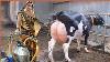 Amazing Modern Automatic Cow Farming Technologie De Nettoyage Et De Traite Des Machines