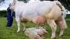Farm Withme Animal Rescue 2021 Baby Calf Born Incredible La Traite Des Vaches Smart Farming Hoof Trimming