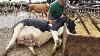 Farm Withme Vache Laiterie Sauvetage D'animaux Bébé Calf Né Incredible Smart Farming Hoof Trimming Ukraine