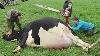 Ferme Avec Moi Jolie Fille Dangereuse Tronçonneuse Stihl Coupe D'arbres Traite De Vaches Guérison Vaches Veau Bébé 2020