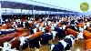 Fermes Laitières Les Plus Grandes Au Monde : Une Ferme Laitière De 100 000 Vaches En Chine. Une Ferme Laitière Moderne Et Ultra-technologique Pour Vaches En 2023.