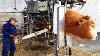 Incroyable Technologie Moderne D’élevage Automatique De Vaches Qui Alimente Le Plus Rapidement Les Machines De Nettoyage Et De Traite 3