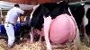 L’élevage Moderne De Vaches Récolte La Technologie De Traite Machines De Compétence Méthode D’élevage Raccourcir Le Temps De Travail