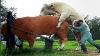 La Machine À Traire Automatique De Vache Alimentant La Technologie Intelligente Étonnante De Smart Farming Farming Clean