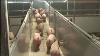 La Technologie Intelligente Intelligente D'élevage De Vache De Ferme De Traite Traire Des Porcs Alimentant