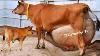 La Traite La Plus Lourde Du Monde 120 Kg Journée Du Lait Ll Jersey Vaches Ferme Jersey Vaches Laitières Ferme