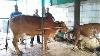 Lait Indien De Vache De Circonférence Par La Machine Première Vache De Gir De Temps À La Maison