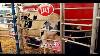 Lely S Automated Milking Machine L'astonaut A4