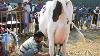 Machine À Traire Pour Vache Hf À L'institut National De Recherche Laitière Karnal Haryana