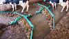 Nettoyage Incroyable Moderne Automatique Vache Farming Technologie La Plus Rapide Alimentation Et Trayeuses