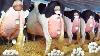 Oeufs De Vache Incredible Jolie Fille Extrême Moderne Ferme Avec Moi Lait De Vache Agriculture Traite Automatique