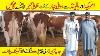 Rasul Cattle Farm Élevage Bovin Au Pakistan Moderne Cow Dairy Farm Milking Technology Machine