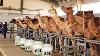 Technologie Automatique De Laitage De Camel Moderne Camel Farming Incroyable Produit De Lait De Camel