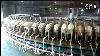 Technologie Smart Farming Machine De Traite Des Vaches Cire De Nettoyage De Moutons