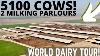 Trafic 5100 Holsteins Dans 2 Double 30 Parloirs De Traite Partie 1