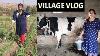 Traite Des Vaches À La Main Traite Vache Traite À La Main Par La Main Desi Village Life Ma Routine Quotidienne