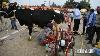Traite Des Vaches Par Une Machine De Traite Dans Le Lait De La Concurrence Au Punjab Inde