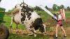 Traite Aventureuse De Vache Ultime En Agriculture Diy Avec Jolie Fille Et Tronçonneuse Dangereuse