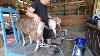 Traite Des Chèvres Facilitée : Comment Utiliser Une Machine à Traire Pour Les Débutants