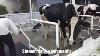 Vache Machine 9751041216 Vache Traire Tapis Vache Dinking Bowl Matériel Agricole S U0026 Www Shreemdairy En